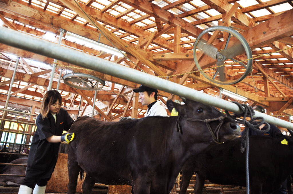 必ず牛が返してくれる 牛と向き合う仕事のやりがいと抱負 香美町移住定住ガイド